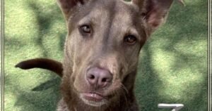 HCH Pet of the Week: Zo