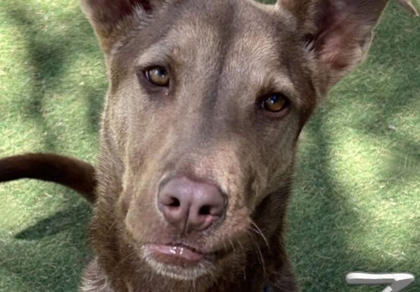 HCH Pet of the Week: Zo