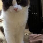 HCH Pet of the Week: Zyke
