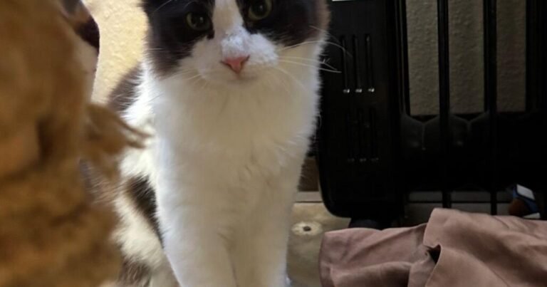 HCH Pet of the Week: Zyke