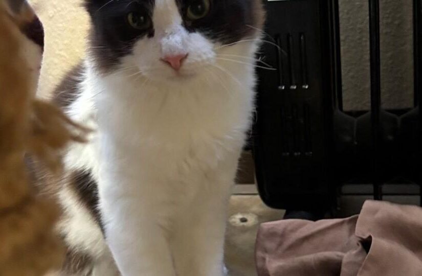 HCH Pet of the Week: Zyke