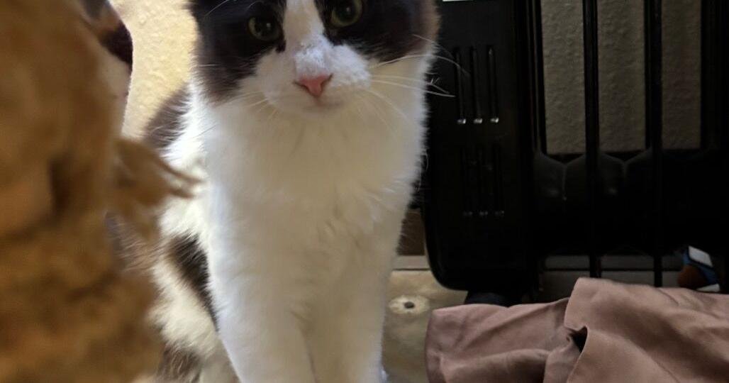 HCH Pet of the Week: Zyke