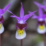 Ask a Ranger: Arizona's wild orchids