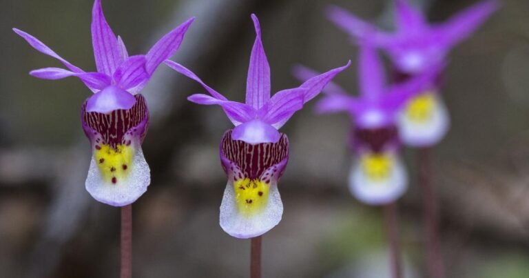 Ask a Ranger: Arizona's wild orchids