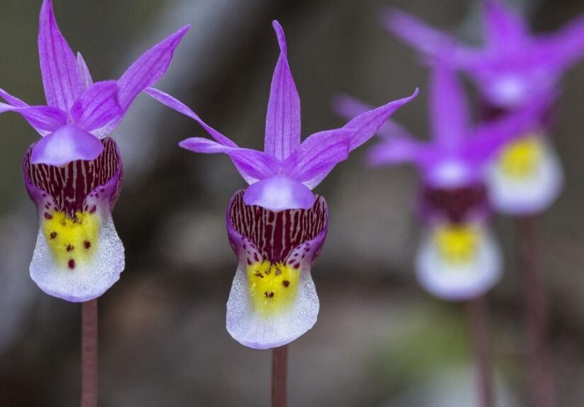 Ask a Ranger: Arizona's wild orchids