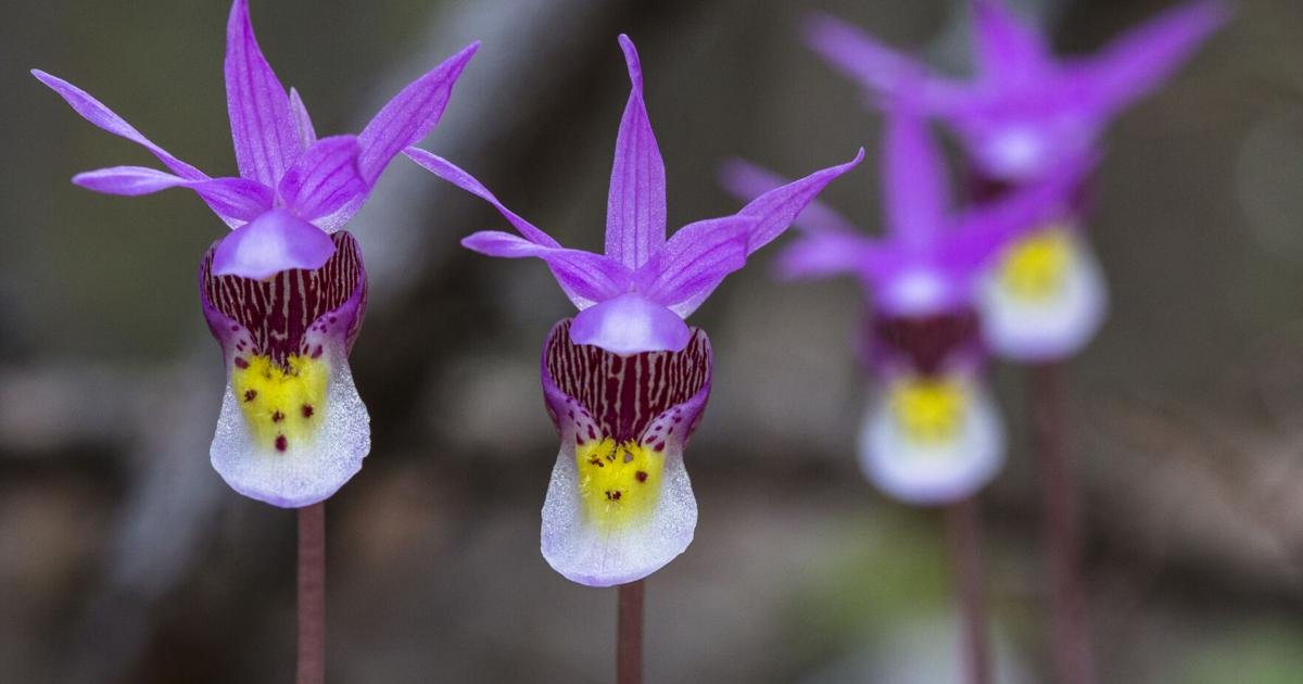 Ask a Ranger: Arizona's wild orchids