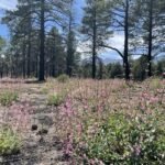 Ask a Ranger: Beauty can be found among the ashes