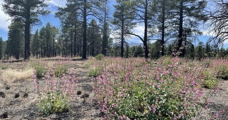 Ask a Ranger: Beauty can be found among the ashes