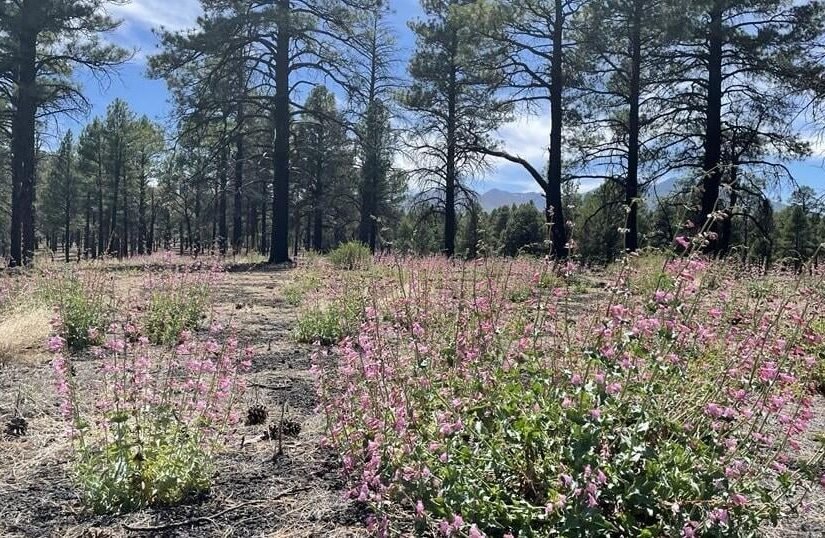 Ask a Ranger: Beauty can be found among the ashes