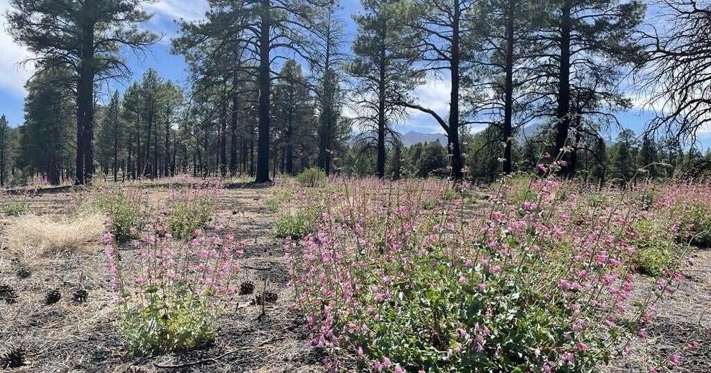 Ask a Ranger: Beauty can be found among the ashes