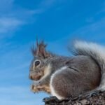 Ask a Ranger: Campbell Mesa, Part 2: Wildlife, hidden places, and the man behind the name