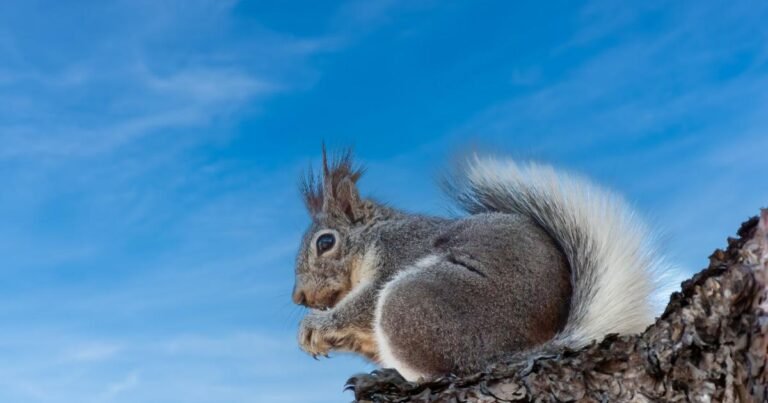 Ask a Ranger: Campbell Mesa, Part 2: Wildlife, hidden places, and the man behind the name