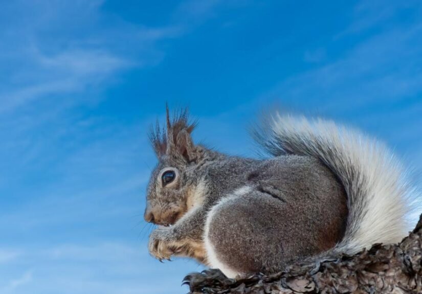 Ask a Ranger: Campbell Mesa, Part 2: Wildlife, hidden places, and the man behind the name