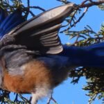 Ask a Ranger: Monitoring Western Bluebirds in northern Arizona