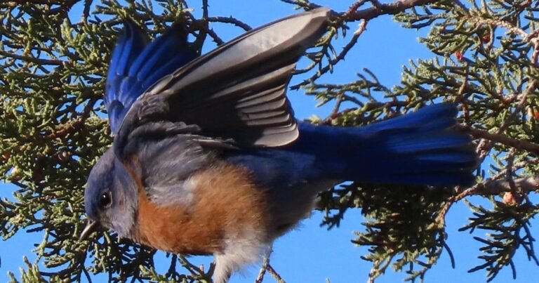 Ask a Ranger: Monitoring Western Bluebirds in northern Arizona