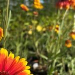 Gardening Etcetera: Head to the Arboretum's Monsoon Plant Sale