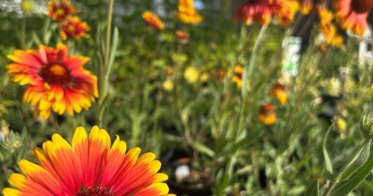 Gardening Etcetera: Head to the Arboretum's Monsoon Plant Sale
