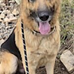 HCH Pet of the Week: Arbor