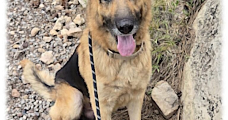 HCH Pet of the Week: Arbor