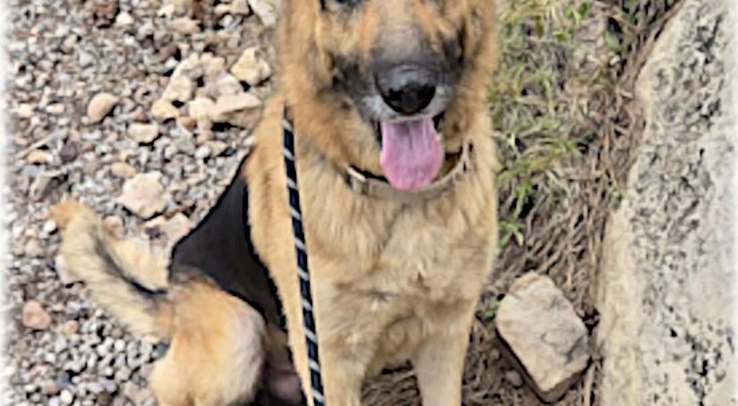 HCH Pet of the Week: Arbor