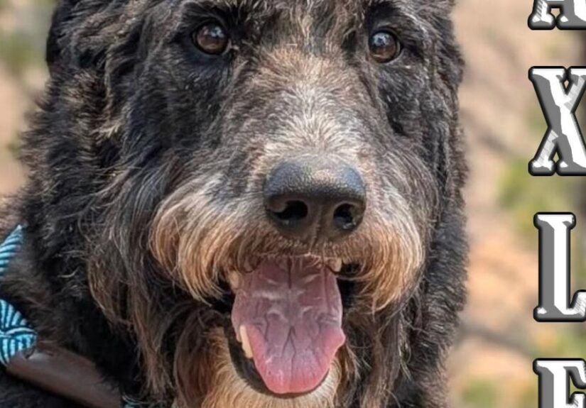 HCH Pet of the Week: Axle