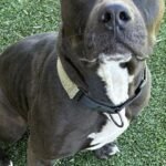 HCH Pet of the Week: Crutch