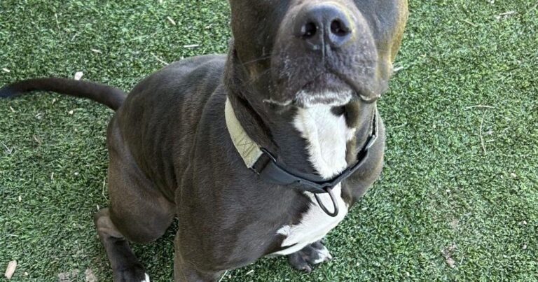HCH Pet of the Week: Crutch