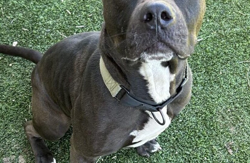 HCH Pet of the Week: Crutch