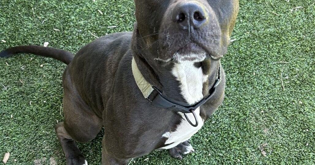 HCH Pet of the Week: Crutch