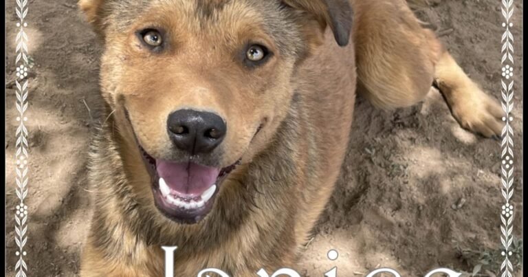 HCH Pet of the Week: Janice