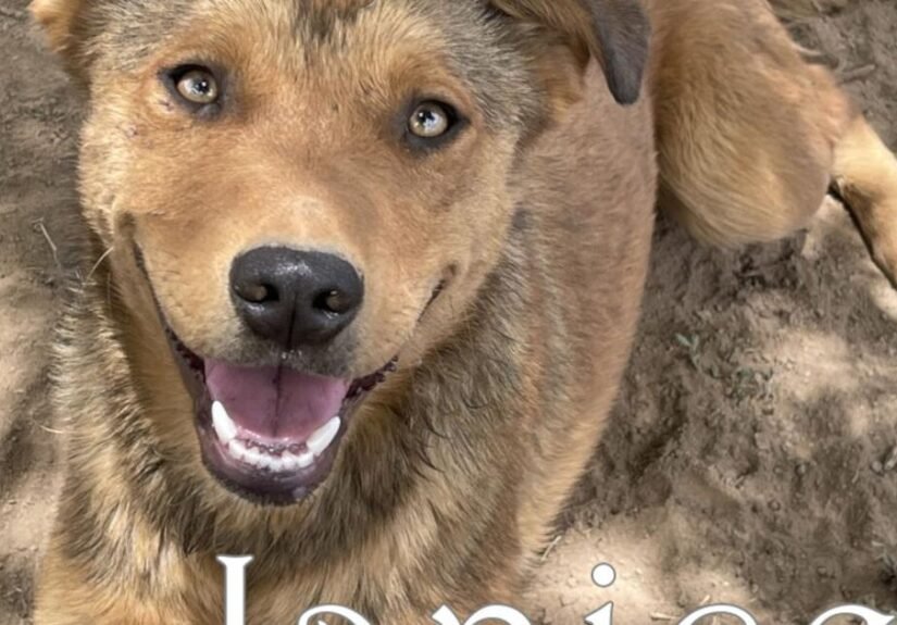 HCH Pet of the Week: Janice
