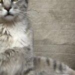 HCH Pet of the Week: Maria