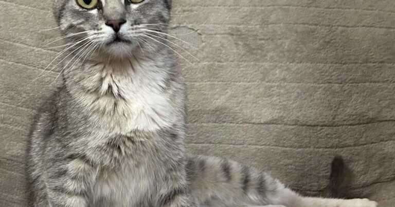 HCH Pet of the Week: Maria