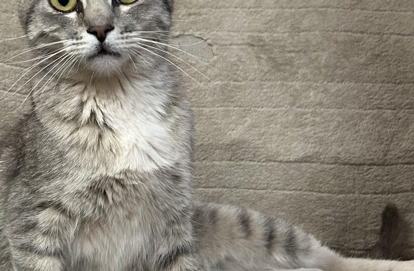 HCH Pet of the Week: Maria