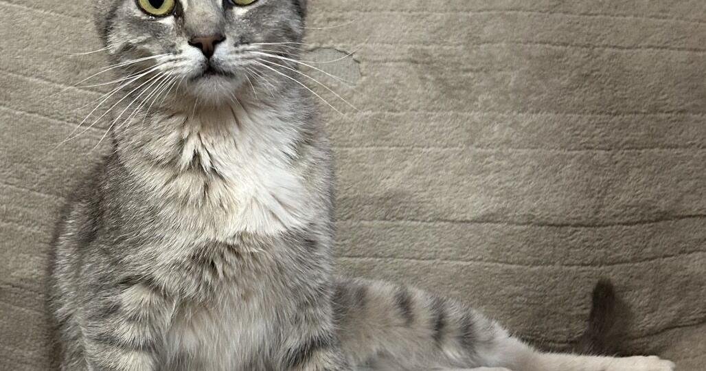 HCH Pet of the Week: Maria