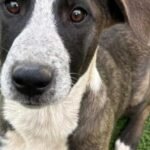 HCH Pet of the Week: Meow