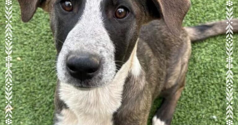 HCH Pet of the Week: Meow