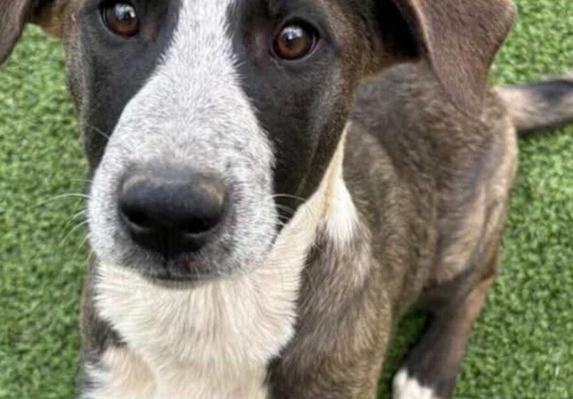 HCH Pet of the Week: Meow