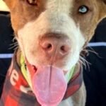 HCH Pet of the Week: Peanut