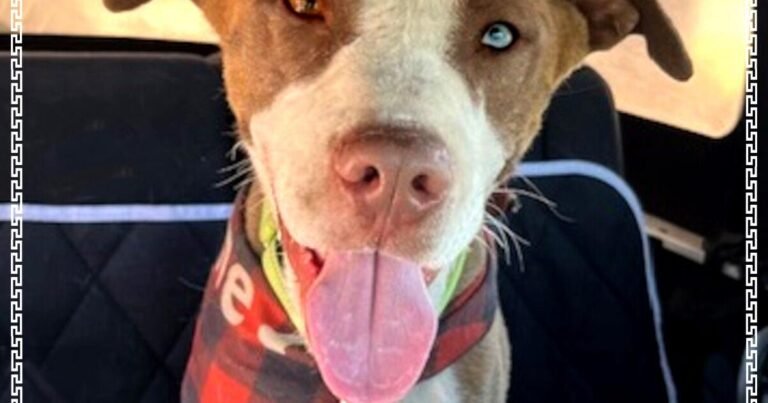 HCH Pet of the Week: Peanut