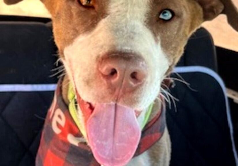 HCH Pet of the Week: Peanut