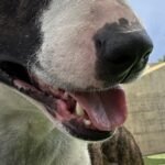 HCH Pet of the Week: Rascal