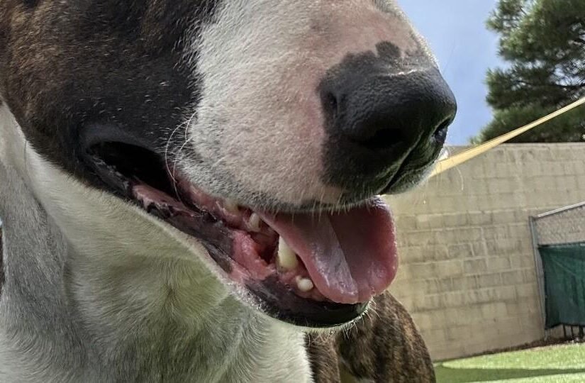 HCH Pet of the Week: Rascal