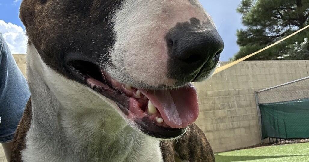 HCH Pet of the Week: Rascal