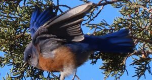 Ask a Ranger: Monitoring Western Bluebirds in northern Arizona
