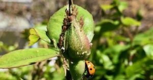 Gardening Etcetera: A Doney Park garden with family history