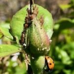 Gardening Etcetera: Coconino Master Gardenersâ 2026 Garden Tour preview