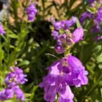Gardening Etcetera: Contain your excitement: Planting native perennial plants in containers