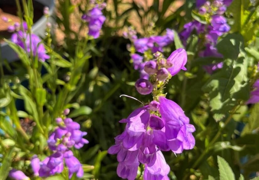 Gardening Etcetera: Contain your excitement: Planting native perennial plants in containers
