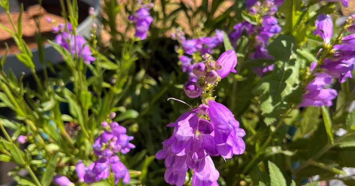 Gardening Etcetera: Contain your excitement: Planting native perennial plants in containers